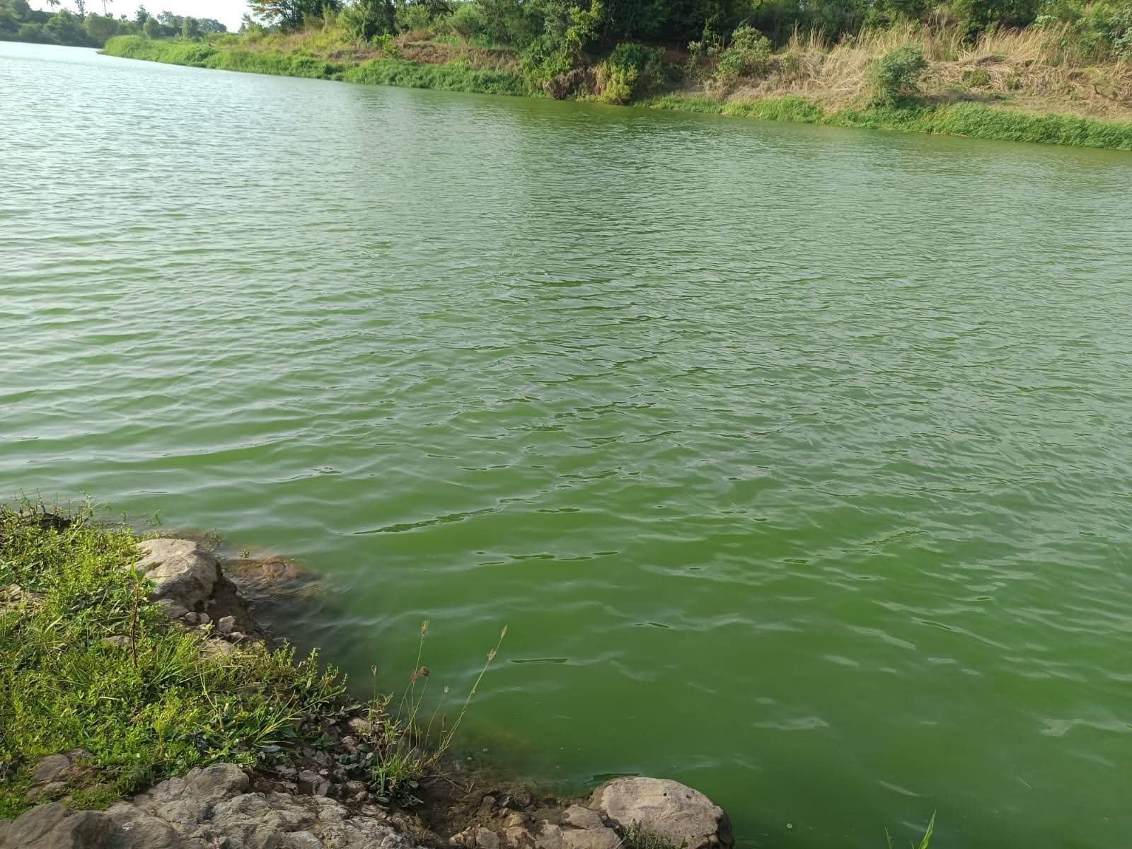 कृष्णा नदीचे पाणी हिरवे; कराड परिसरात खळबळ, पाणी न पिण्याचे आवाहन