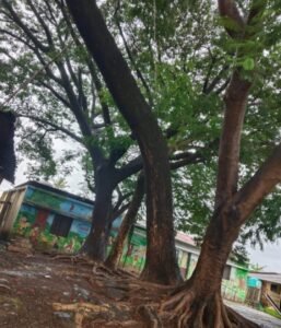 कुडाळ प्रा. शाळा परिसरातील काही वृक्ष कोसळण्याच्या प्रतिक्षेत….