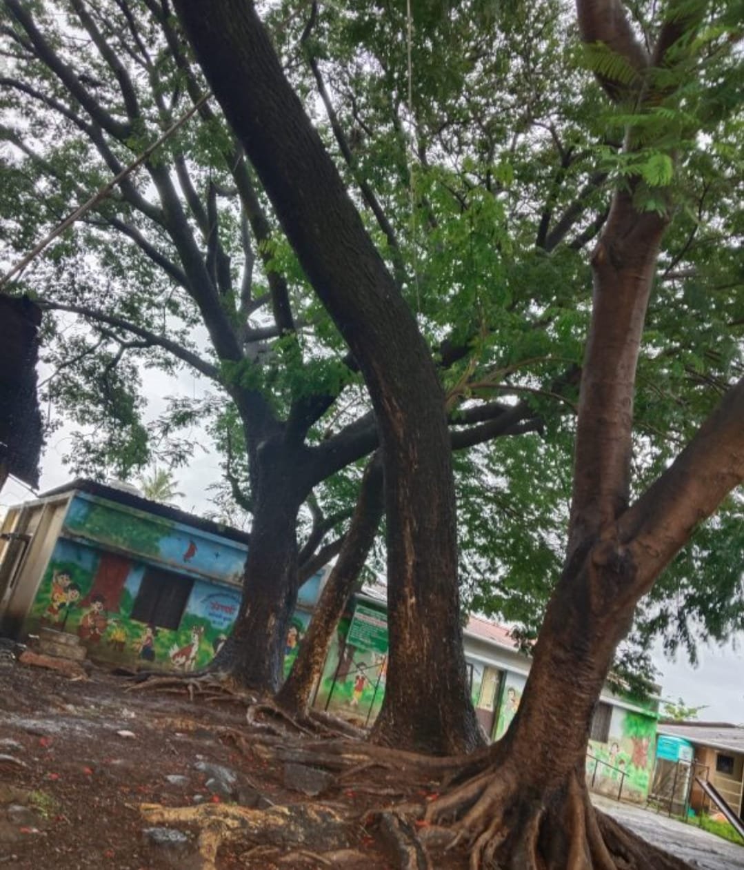 कुडाळ प्रा. शाळा परिसरातील काही वृक्ष कोसळण्याच्या प्रतिक्षेत….