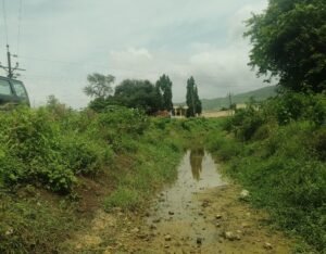 सायगाव परिसरात कालव्याची अवस्था झाली झाड झुडपातील पाऊलवाट….