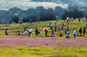कास फुलोत्सवाच्या मुहूर्तावर काचेच्या बाटल्याचीही लगबगीची चर्चा…