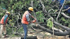 धारावी पुनर्वसन प्रकल्पात १,६९३ झाडांवर गंडांतर? मंजुरीपूर्वीच वृक्षतोड झाल्याचा किशोरी पेडणेकर यांचा गंभीर आरोप