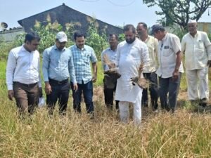 तांभाड येथे पिक नुकसान पंचनाम्याची आमदार दिलीप लांडे यांनी केली पाहणी; शेतकऱ्यांना तातडीने मदत मिळवून देण्याच्या सूचना